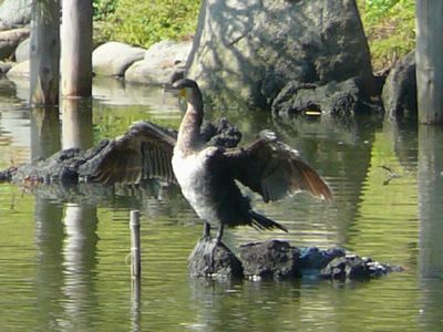 羽を乾かす海鵜